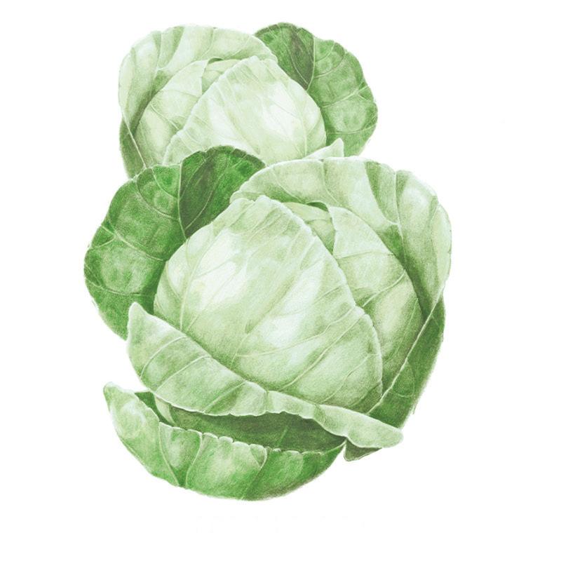 Greenhaus Gardening Cabbage Seeds Quick-Maturing Cabbage for Vegetable Gardens