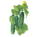 Greenhaus Gardening Cucumber Seeds Compact Vines for Raised Bed Gardening