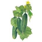Greenhaus Gardening Cucumber Seeds Compact Vines for Raised Bed Gardening