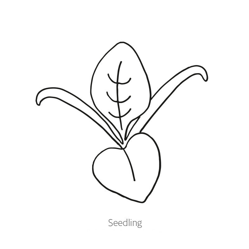 Greenhaus Gardening Spinach Seeds Matador Smooth Leaf Spinach for Gardens