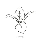 Greenhaus Gardening Spinach Seeds Matador Smooth Leaf Spinach for Gardens