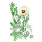 Greenhaus Gardening Okra Seeds Clemson Spineless 80 for Vegetable Gardening