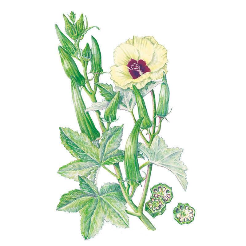 Greenhaus Gardening Okra Seeds Clemson Spineless 80 for Vegetable Gardening