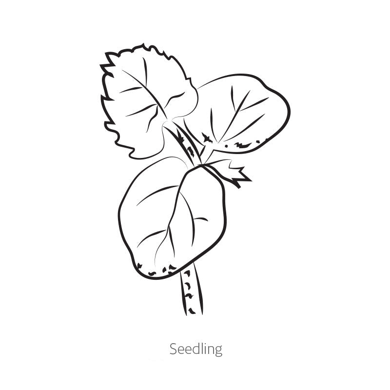 Greenhaus Gardening Okra Seeds Clemson Spineless 80 for Vegetable Gardening