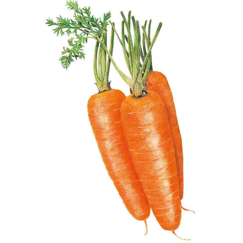 Greenhaus Gardening Carrot Seeds 5-Inch Tapered Roots for Raised Beds