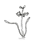 Greenhaus Gardening Carrot Seeds 5-Inch Tapered Roots for Raised Beds