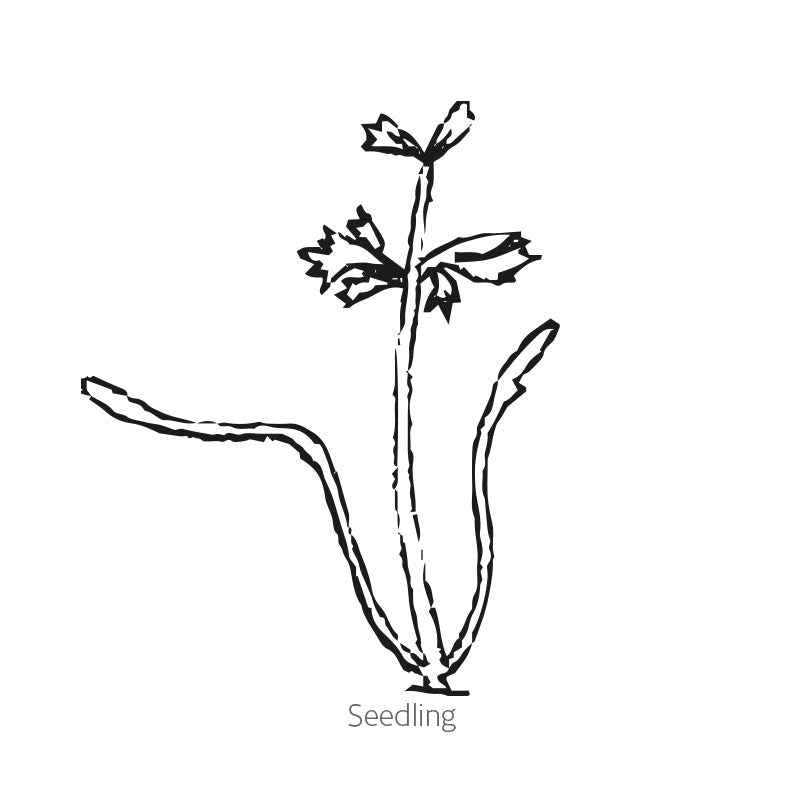 Greenhaus Gardening Carrot Seeds 5-Inch Tapered Roots for Raised Beds