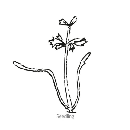 Greenhaus Gardening Carrot Seeds 5-Inch Tapered Roots for Raised Beds