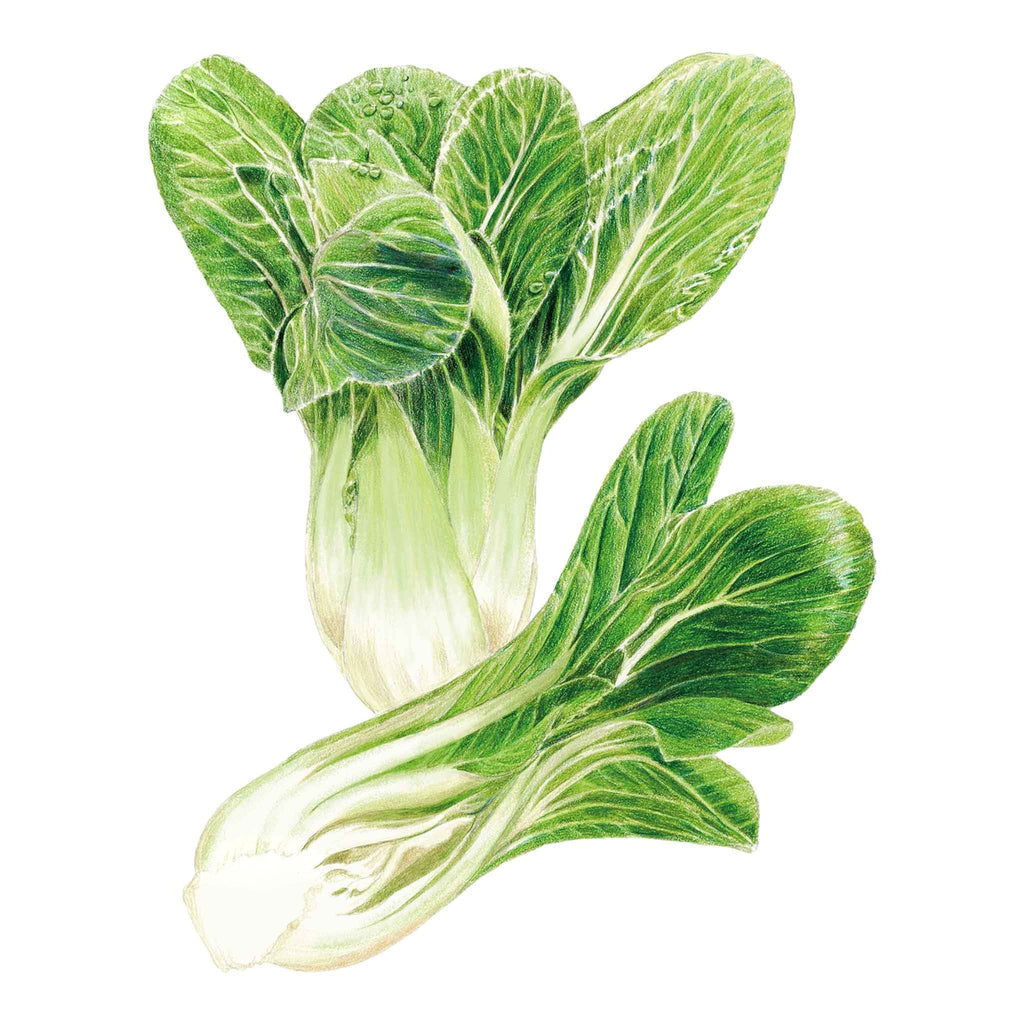 Greenhaus Gardening Bok Choy Seeds Baby Bok Choy for Raised Bed Gardening