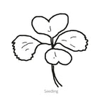 Greenhaus Gardening Bok Choy Seeds Baby Bok Choy for Raised Bed Gardening