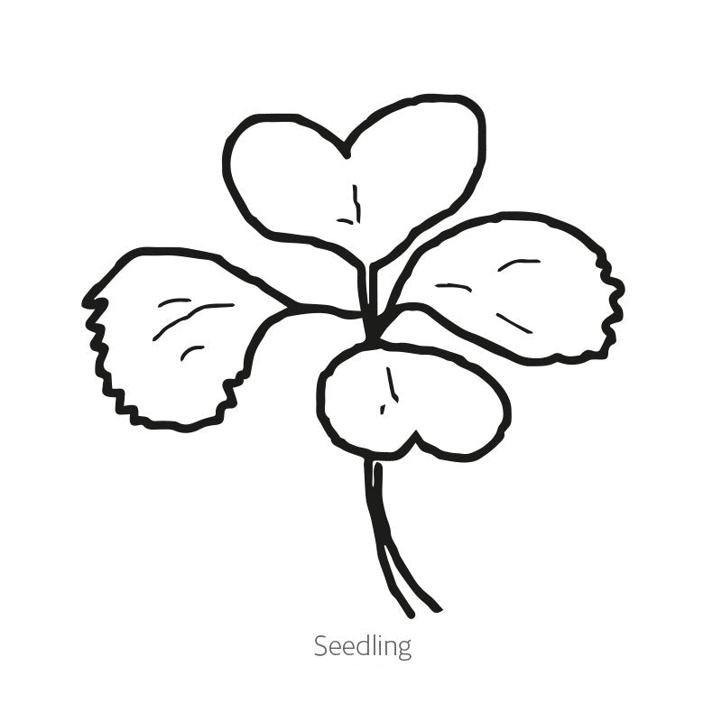 Greenhaus Gardening Bok Choy Seeds Baby Bok Choy for Raised Bed Gardening
