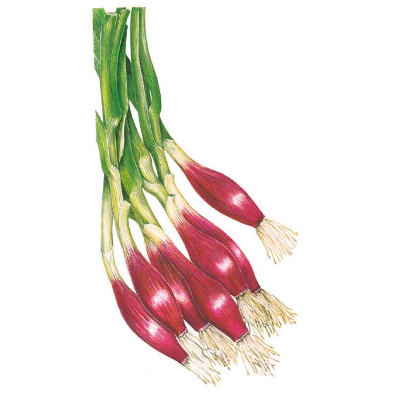 Greenhaus Gardening Onion Seeds Italian Red of Florence Scallion Onion