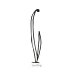 Greenhaus Gardening Onion Seeds Italian Red of Florence Scallion Onion