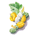 Greenhaus Gardening Squash Seeds Tender Patty Pan Blend for Home Garden Harvests