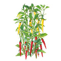 Greenhaus Gardening Chile Pepper Seeds Cayenne Blend for Hot Sauce Gardens