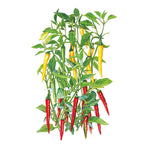 Greenhaus Gardening Chile Pepper Seeds Cayenne Blend for Hot Sauce Gardens