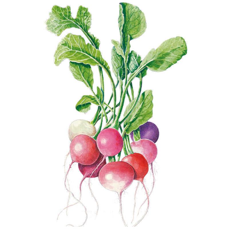 Greenhaus Gardening Radish Seeds Easter Egg Blend for Colorful Garden Harvests