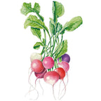 Greenhaus Gardening Radish Seeds Easter Egg Blend for Colorful Garden Harvests