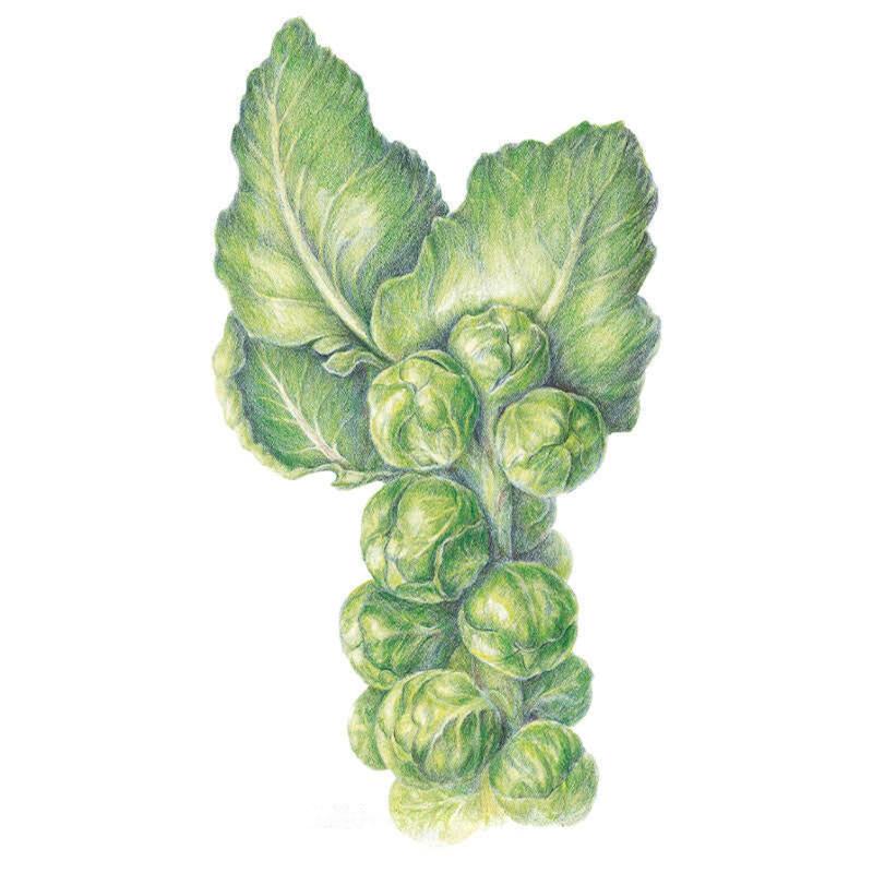 Greenhaus Gardening Brussels Sprouts Seeds Frost-Tolerant Sprouts for Fresh Harvests