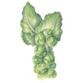Greenhaus Gardening Brussels Sprouts Seeds Frost-Tolerant Sprouts for Fresh Harvests