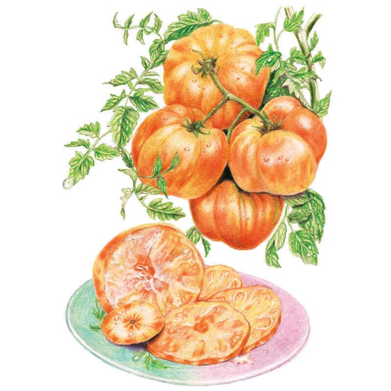 Greenhaus Gardening Tomato Seeds Fruity Low-Acid Tomato for Summer Salads