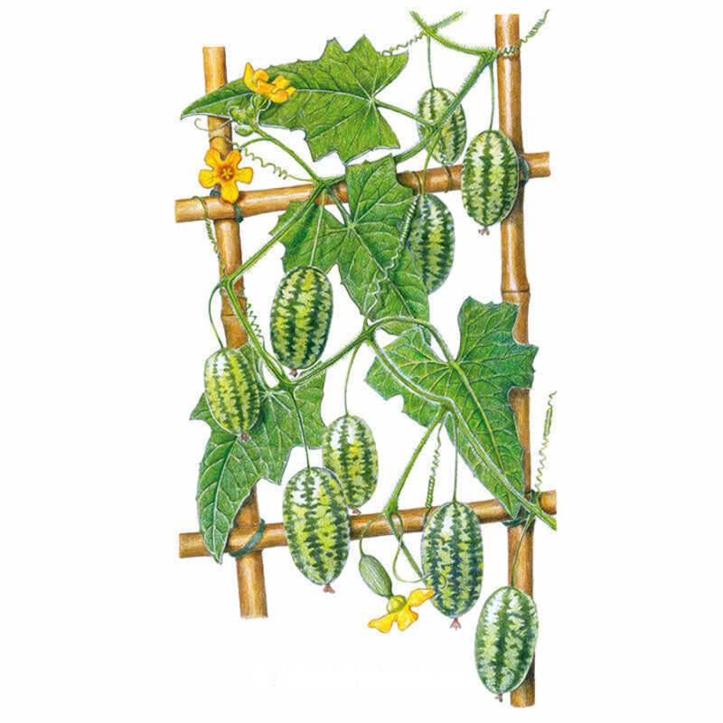 Greenhaus Gardening Melon Seeds Tiny Watermelon Fruits for Pickling