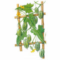 Greenhaus Gardening Melon Seeds Tiny Watermelon Fruits for Pickling