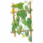 Greenhaus Gardening Melon Seeds Tiny Watermelon Fruits for Pickling