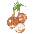 Greenhaus Gardening Onion Seeds Sweet Spanish Bulb Onion for Raised Bed Gardening