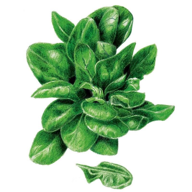 Greenhaus Gardening Spinach Seeds Matador Smooth Leaf Spinach for Gardens