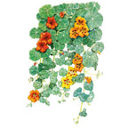 Greenhaus Gardening Nasturtium Seeds Trailing Vines for Trellis and Fence