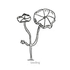 Greenhaus Gardening Nasturtium Seeds Trailing Vines for Trellis and Fence