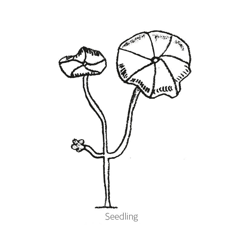Greenhaus Gardening Nasturtium Seeds Trailing Vines for Trellis and Fence