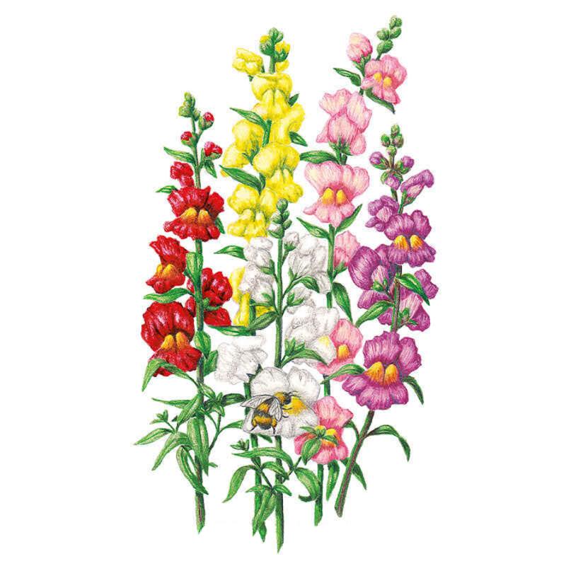 Greenhaus Gardening Snapdragon Seeds Tall Flower Mix for Mass Planting