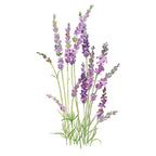 Greenhaus Gardening Lavender Seeds English Tall Vera Fragrant Herb Flowers