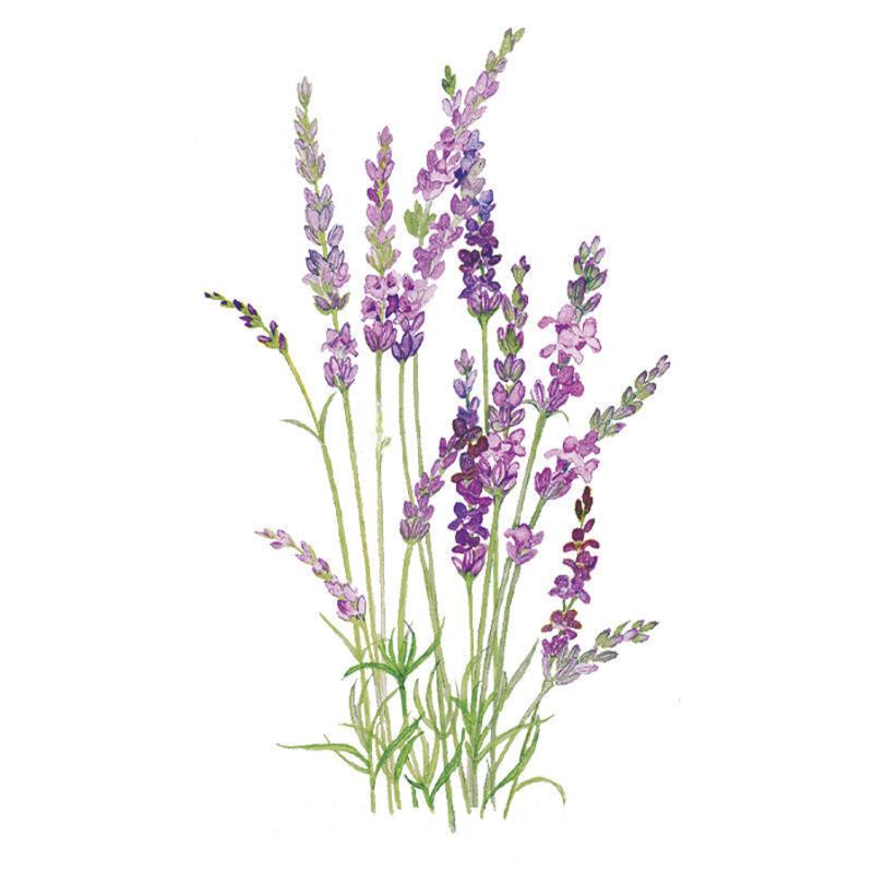 Greenhaus Gardening Lavender Seeds English Tall Vera Fragrant Herb Flowers
