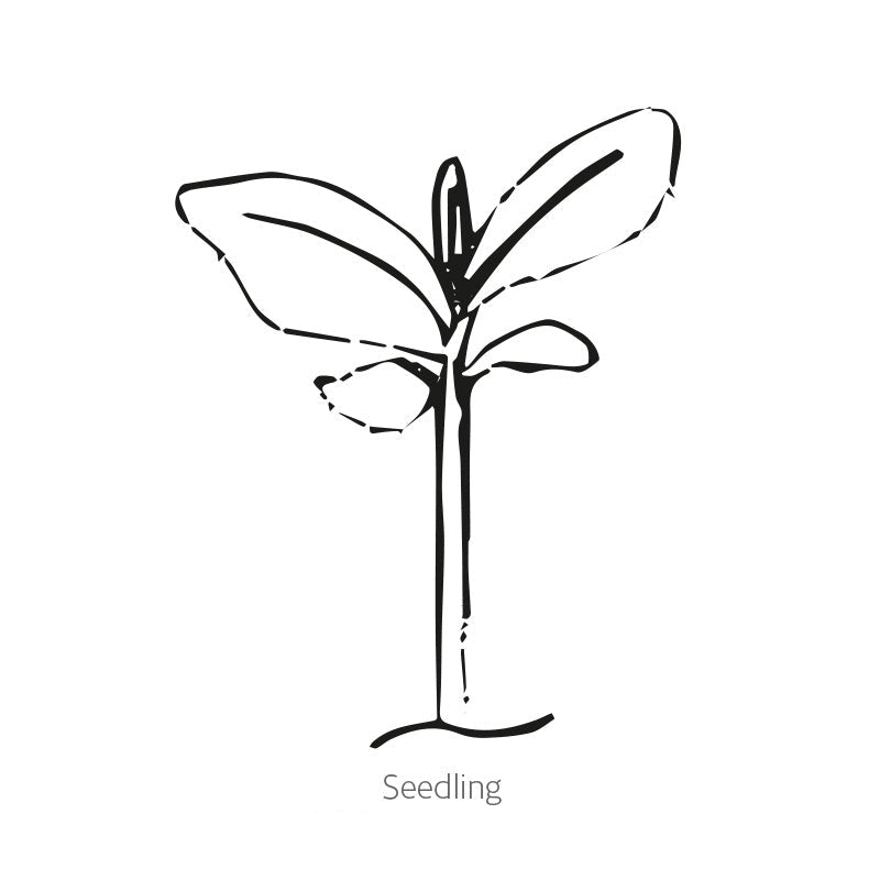 Greenhaus Gardening Lavender Seeds English Tall Vera Fragrant Herb Flowers