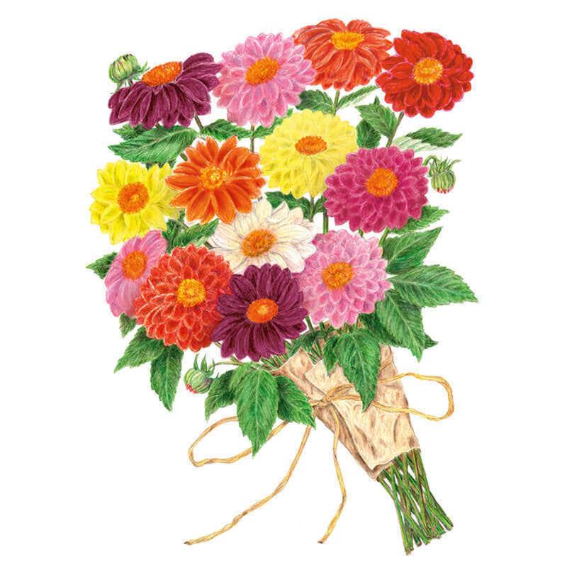 Greenhaus Gardening Dahlia Seeds Colorful Double Blooms for Flower Gardens