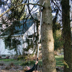 Greenhaus Gardening Extendable Jumbo Pole Saw and Pruner for Tree Trimming