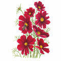Greenhaus Gardening Cosmos Seeds Deep Red Blooms for Raised Bed Gardening