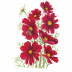 Greenhaus Gardening Cosmos Seeds Deep Red Blooms for Raised Bed Gardening