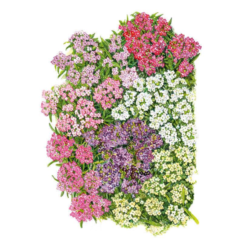 Greenhaus Gardening Sweet Alyssum Seeds for Containers and Rock Gardens