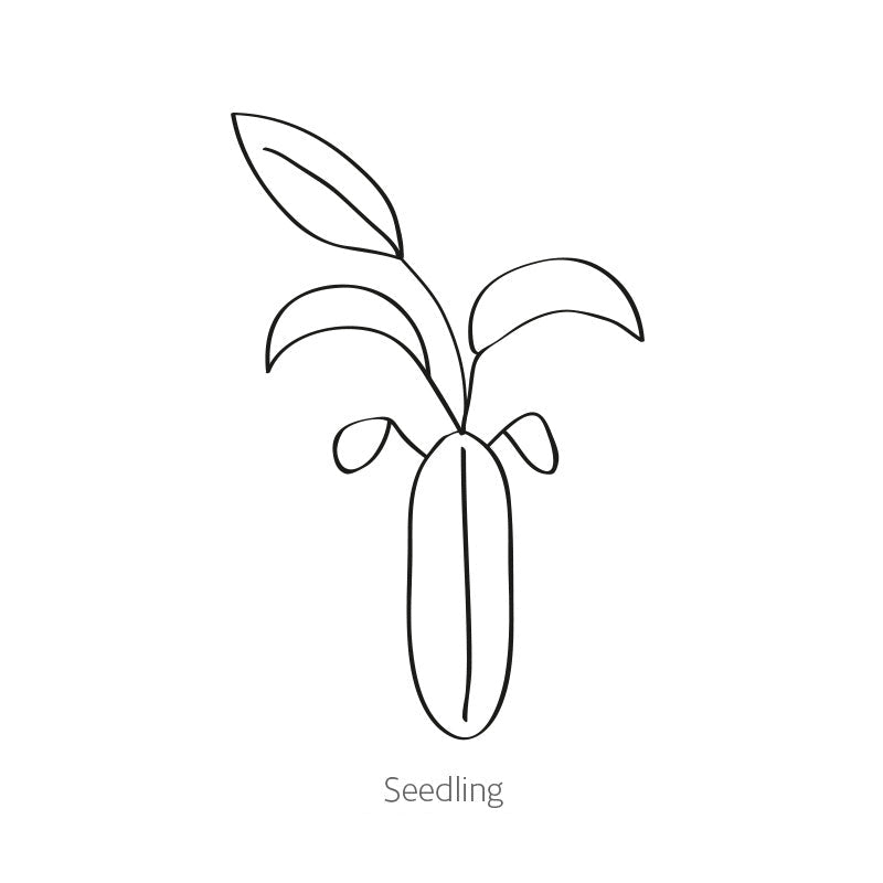 Greenhaus Gardening Sweet Alyssum Seeds for Containers and Rock Gardens