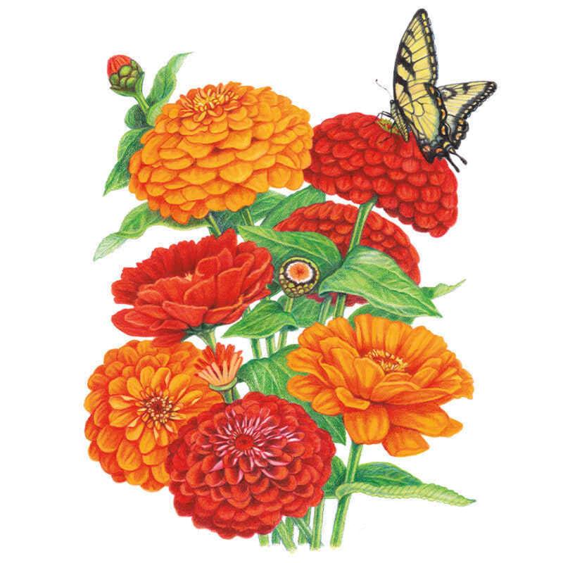 Greenhaus Gardening Zinnia Seeds Fireball Flower Mix for Mass Planting