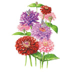 Greenhaus Gardening Zinnia Seeds Northern Lights Mix for Mass Planting
