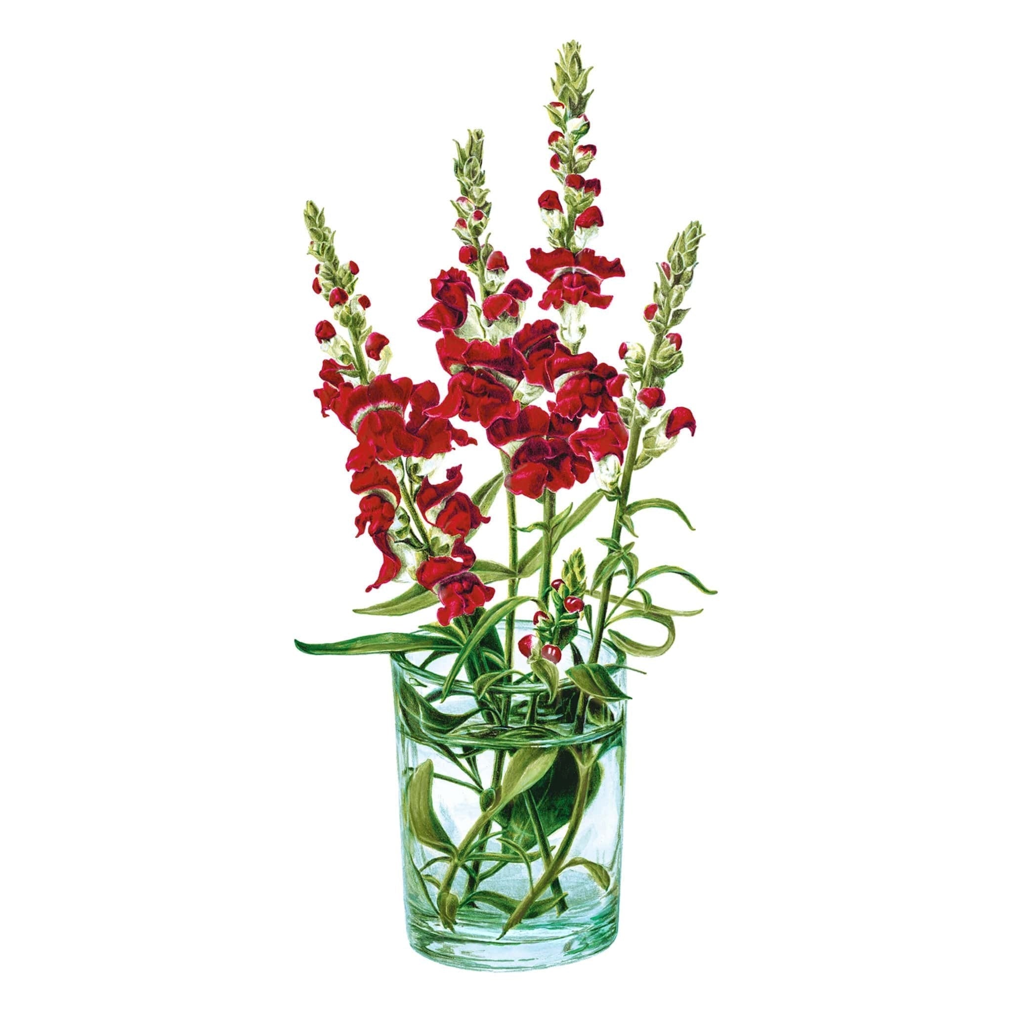 Greenhaus Gardening Snapdragon Seeds Long-Blooming Cut Flowers for Home Gardens