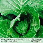 Greenhaus Gardening Cabbage Seeds Quick-Maturing Cabbage for Vegetable Gardens