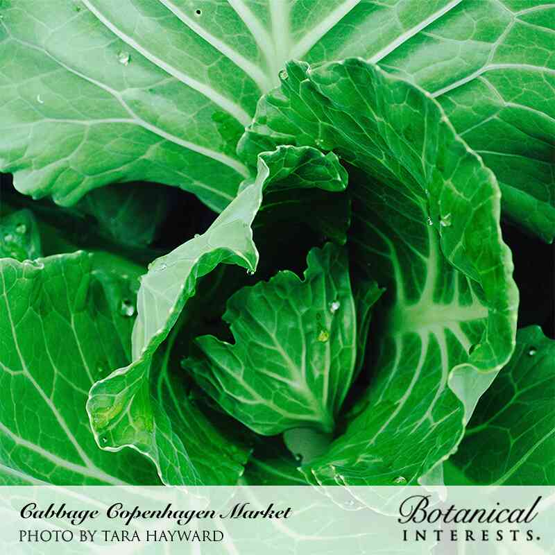 Greenhaus Gardening Cabbage Seeds Quick-Maturing Cabbage for Vegetable Gardens
