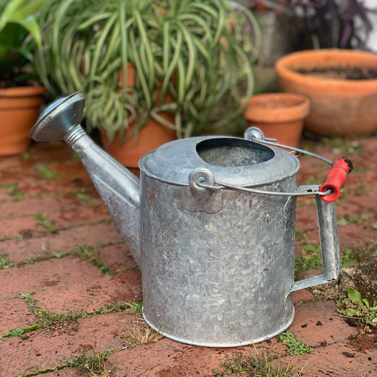 Greenhaus Gardening Watering Can – Galvanized 1.5 Gallon Garden Water Can