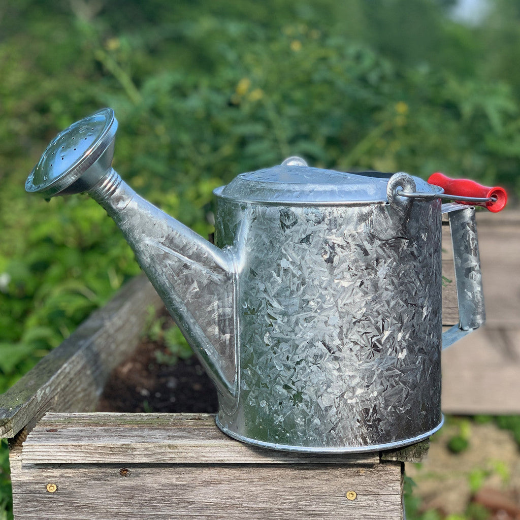 Greenhaus Gardening Watering Can – Galvanized 1.5 Gallon Garden Water Can